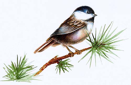 Watercolour painting of a chickadee by artist Ann Hamilton of Acton, Ontario